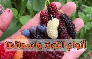 بالصور أنواع التوت واسمائها