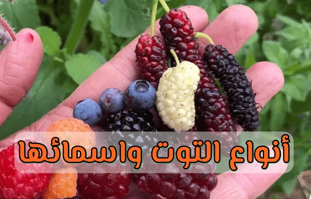 بالصور أنواع التوت واسمائها