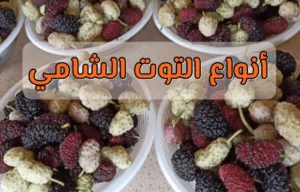 تعرف على أنواع التوت الشامي بالصور