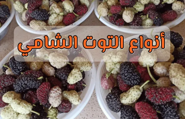 تعرف على أنواع التوت الشامي بالصور